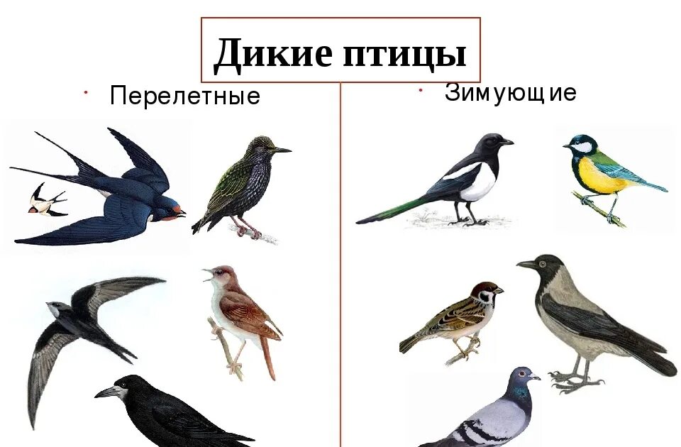 Птицы 5 класс 8. Перелетные и зимующие птицы. Перелетные птицы для детей дошкольного возраста. Перелетные и неперелетные птицы для детей. Птицы перелетные и зимующие картинки для детей.