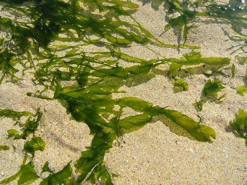 Энтероморфа водоросль. Сцитосифон водоросли черного моря. Кладофора Бродячая водоросль черного моря. Ульва Черноморская.