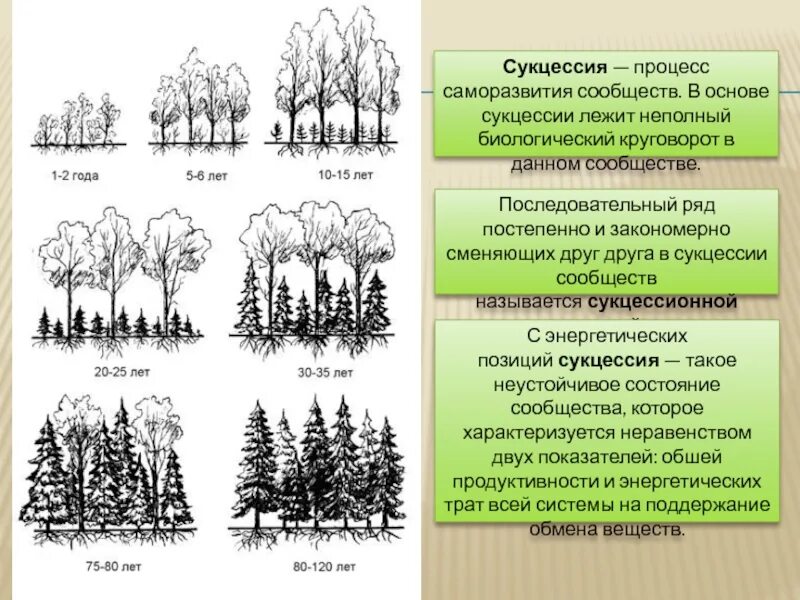 Последовательная закономерная смена сообществ