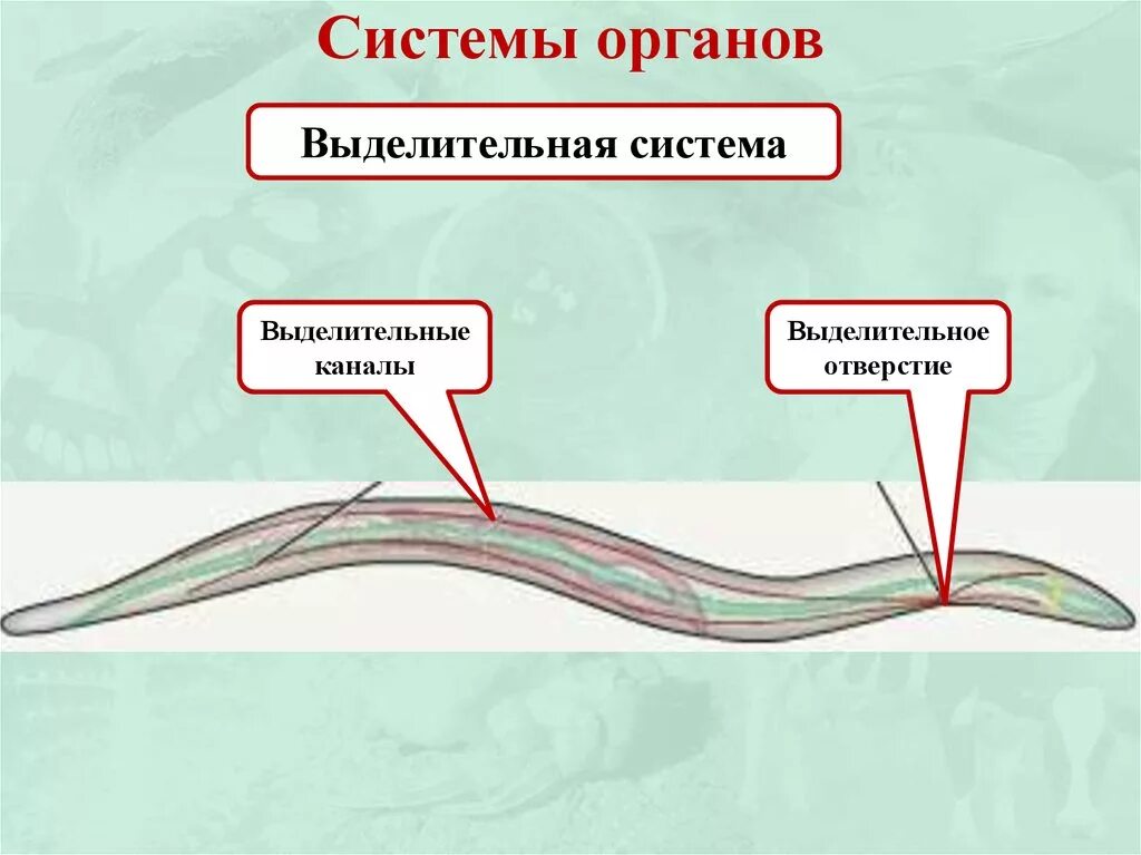 Органы выделительной системы червя. Выделительная система круглых червей 7. Органы выделения круглых червей. Тип выделительной системы круглых червей. Выделительная система круглых червей 7 класс.