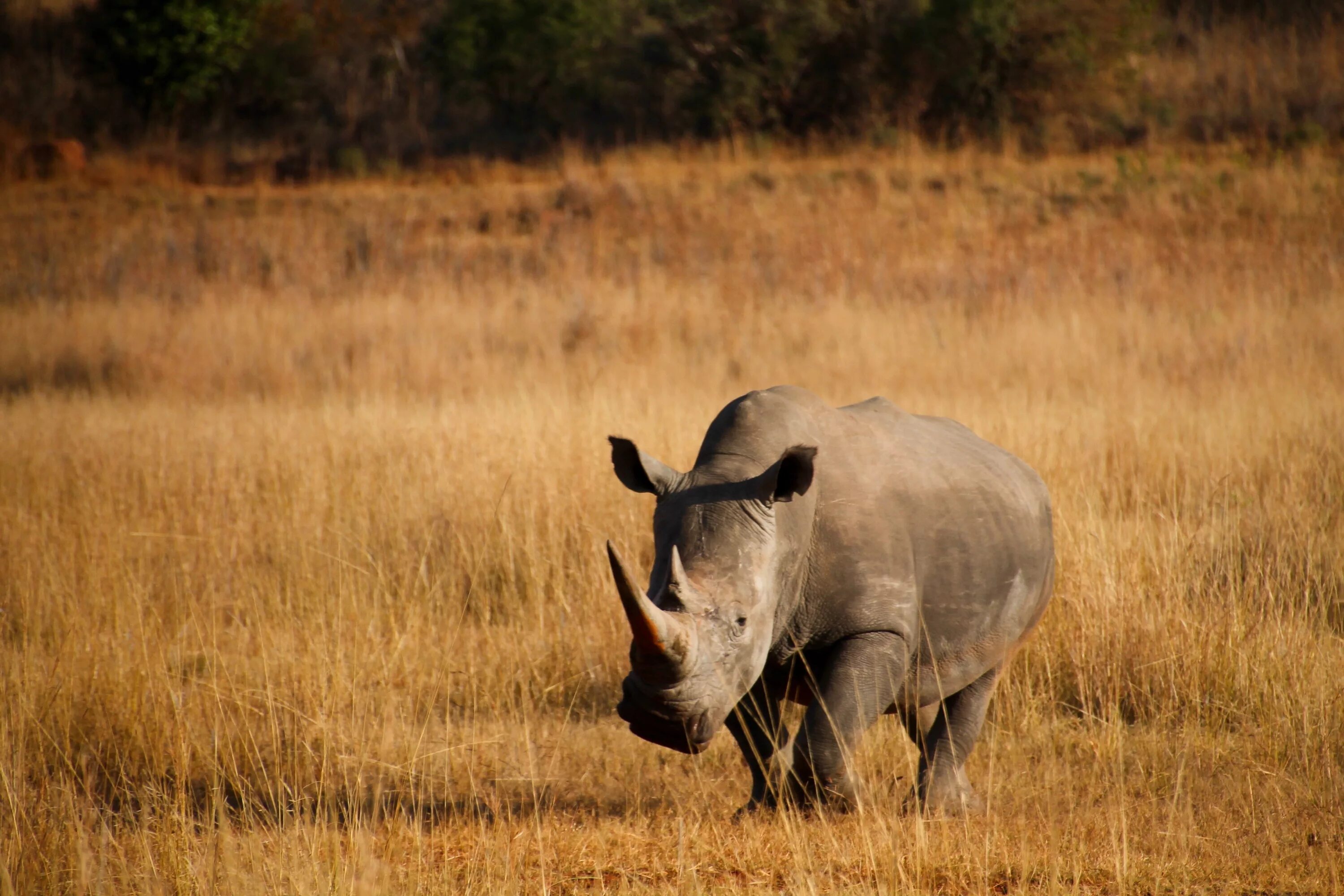 Намибия носороги. Фауна Танзании носороги. Каркидон и носорог. Каркидон Африка. Носорог природная зона