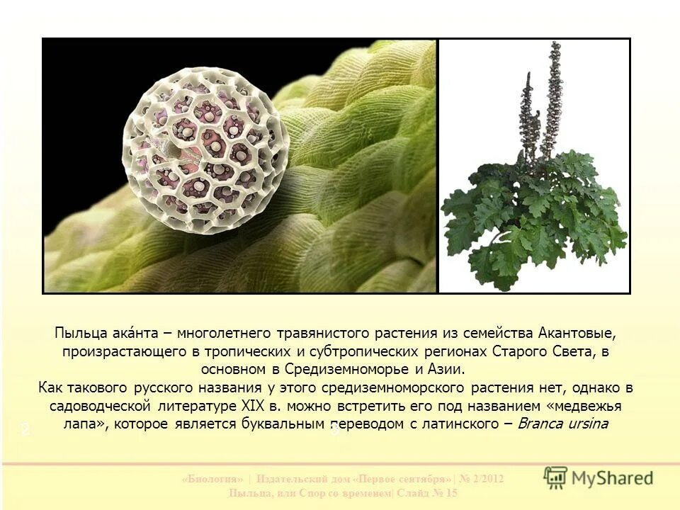 Значение пыльцы. Значение пыльцы. Для чего пчелы собирают пыльцу. Пыльца пчелиная полезные. Продукты пчеловодства пыльца.