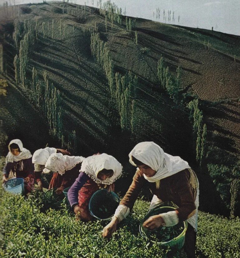 In northern india they harvest their. Чайные плантации Ирана. Плантации чая в Иране. Чай Лахиджан. Иранский чай.