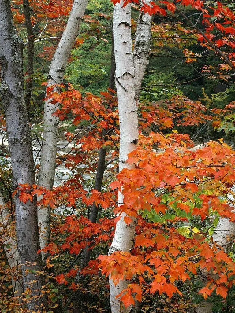 березка с кленовыми листьями. березка клен. красная береза. клен и береза. липа осенью.