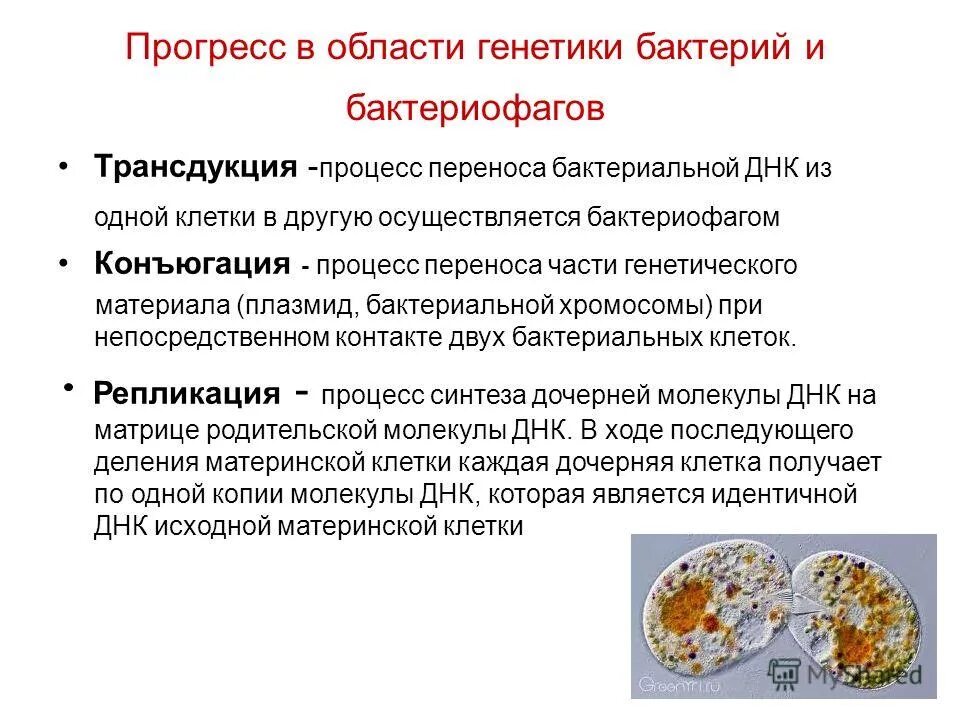 основы генетики вариант 1