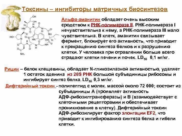 Рнк блокирует. Альфа аманитин механизм действия. Ингибиторы матричных биосинтезов. Токсины ингибиторы матричного биосинтеза. Ингибиторы матричных биосинтетических процессов.