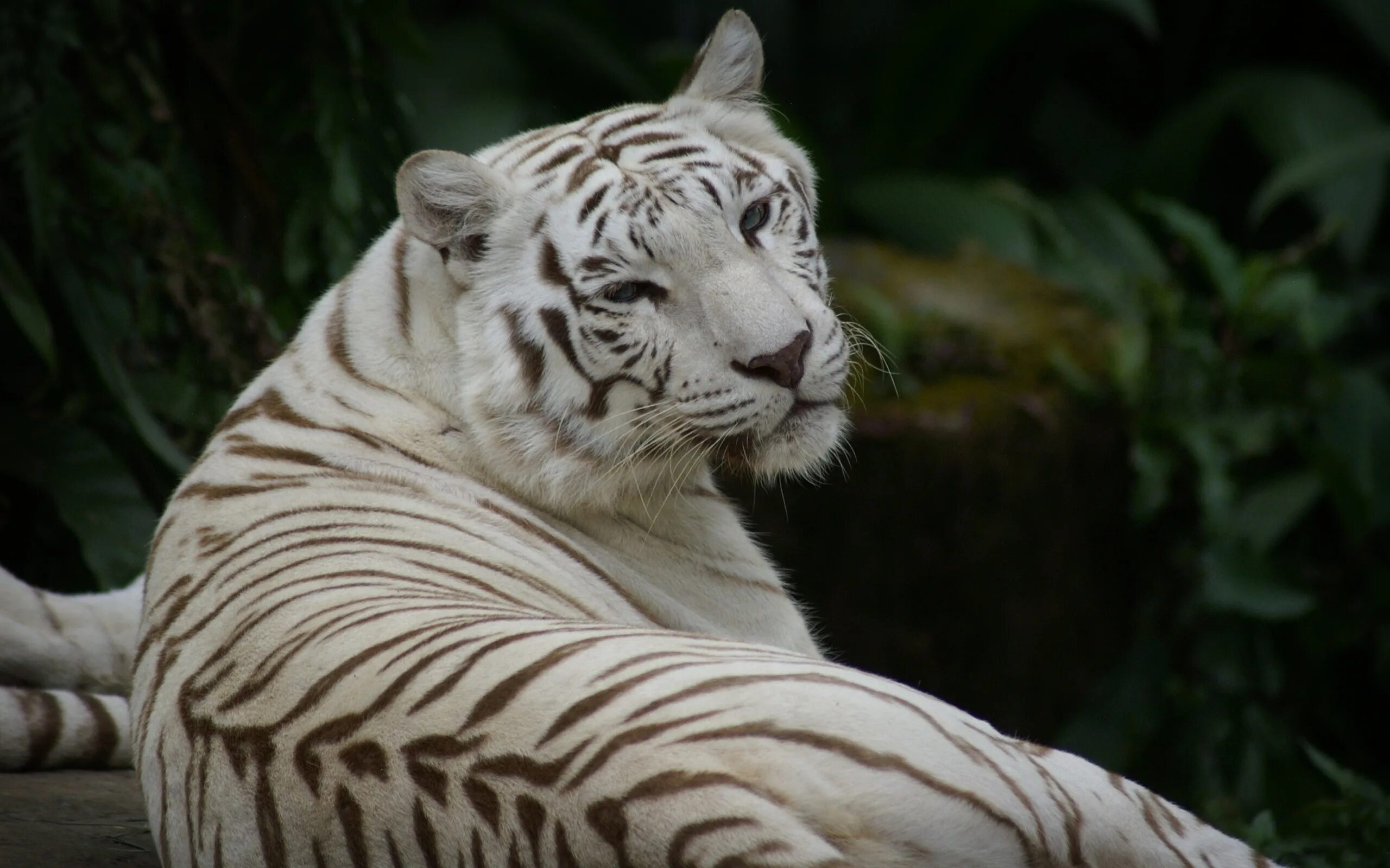 Какой тигр белый. Бенгальский тигр альбинос. Амурский тигр белый. Белый тигр и бенгальский тигр. Уссурийский тигр альбинос.