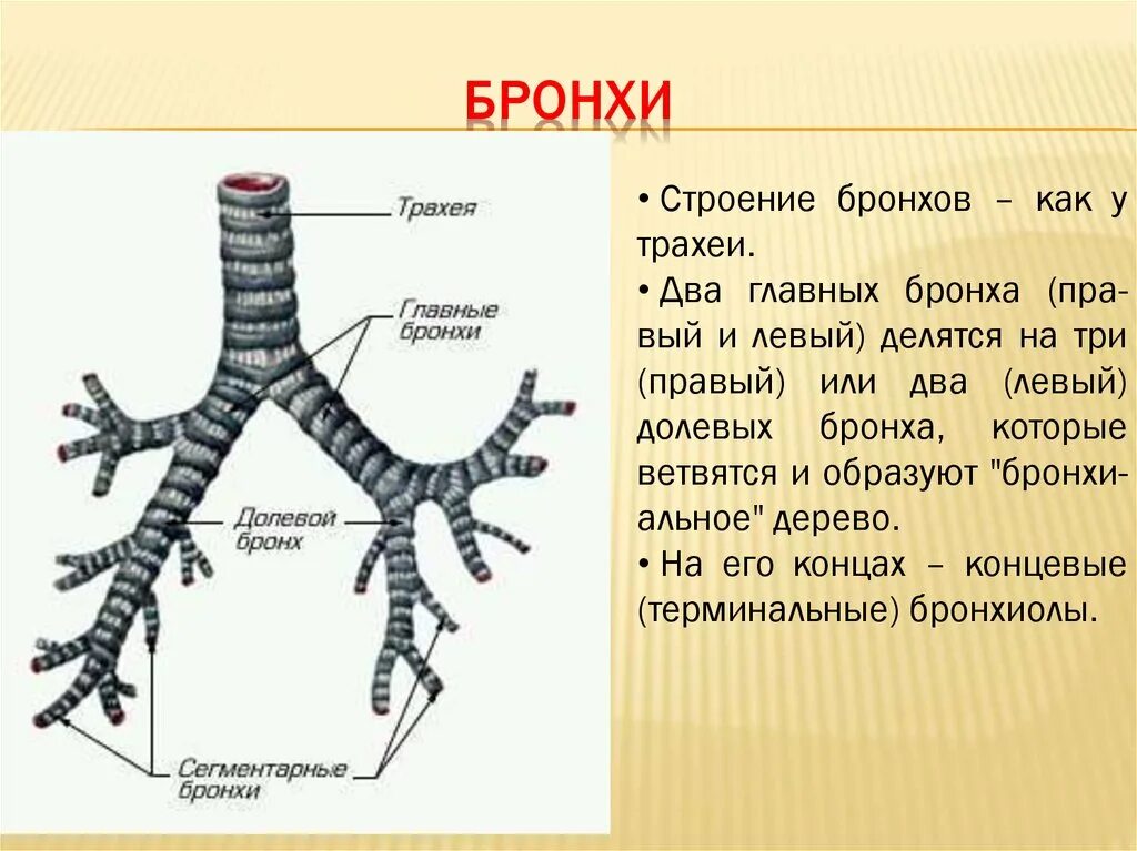 Представлен бронх