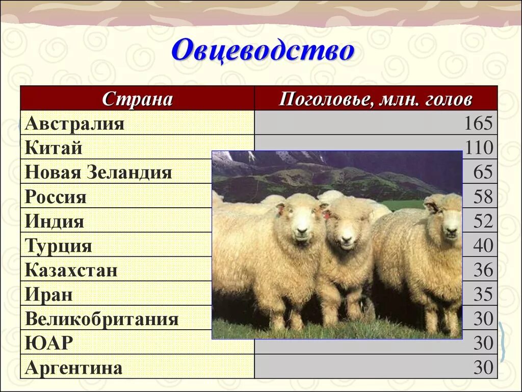 Овцеводство страны Лидеры. Страны производители овцеводства. Страны Лидеры по поголовью овец. Страны по выращиванию овец. Какая страна специализируется на добыче