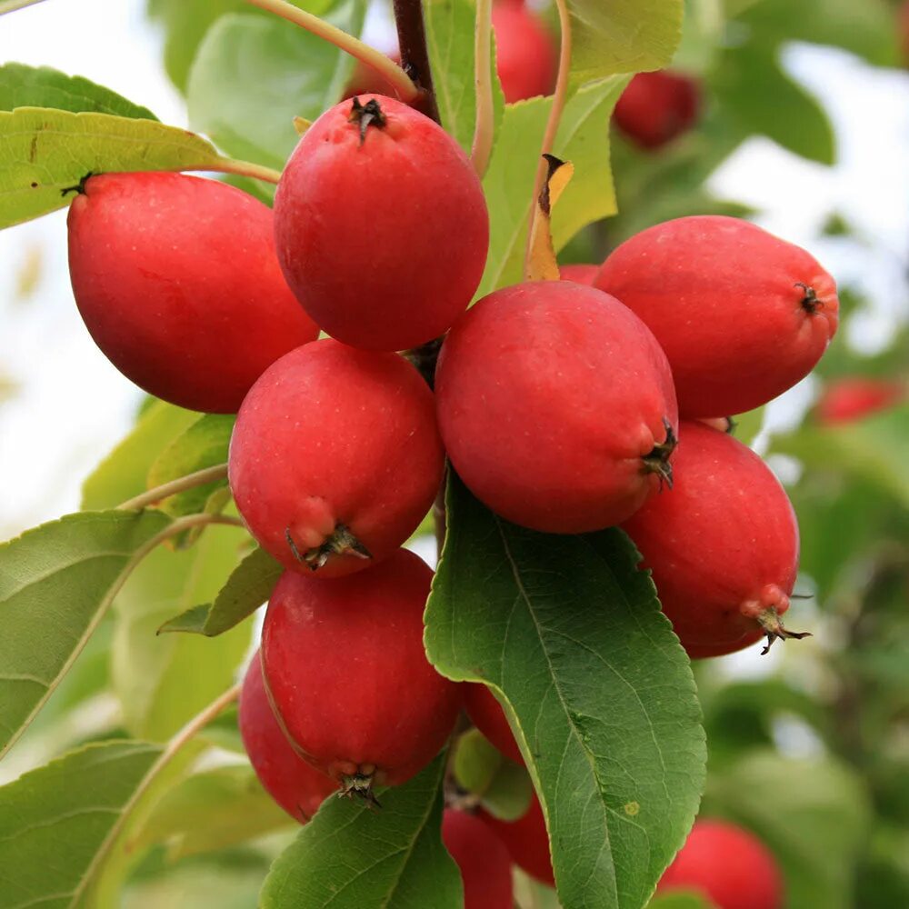 Crab apple tree
