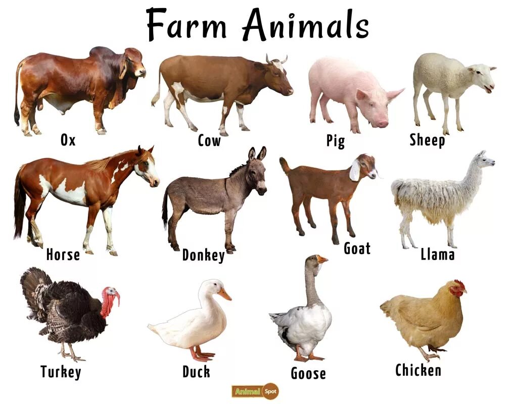 Type of pet. Животные на ферме. Животные на ферме на английском. Животные фермы на английском для детей. Домашние животные на английском для детей.