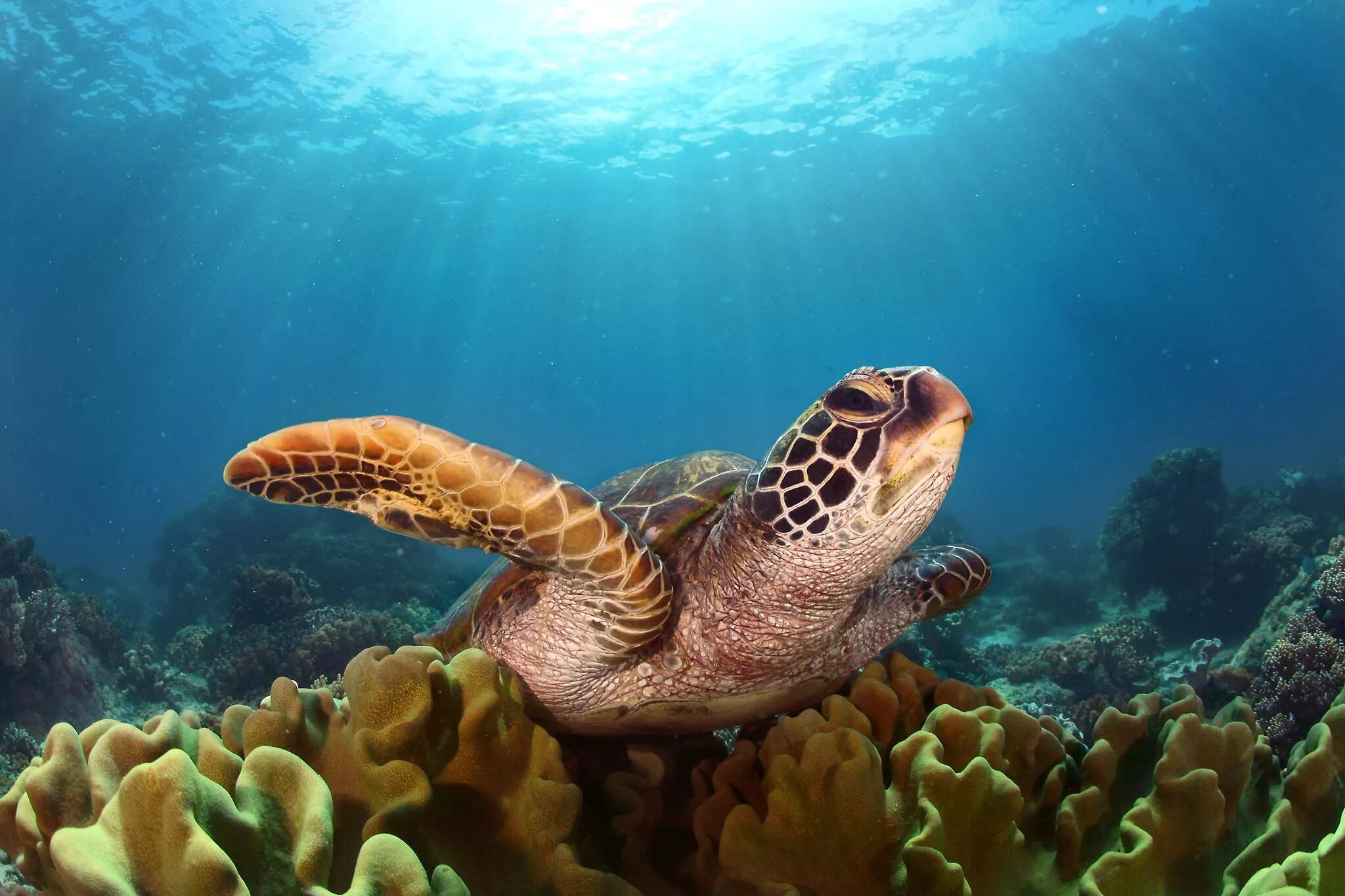 Большой Барьерный риф черепахи. Большой Барьерный риф Австралия черепахи. Морские черепахи Тихого океана. Обитатели морского дна.
