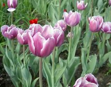 Кветка Цюльпан (Tulipa) фота, характарыстыка і насаджэнне, сыход і вырошчванне. колер кветак: бардовы, бэзавы, чорны, ружовы, фі