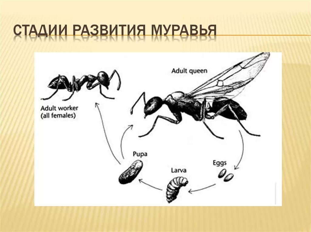 Жизненный цикл муравья. Цикл развития муравья. Жизненный цикл муравья схема. Стадии развития муравья схема.