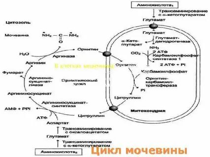 Орнитиновый цикл в печени