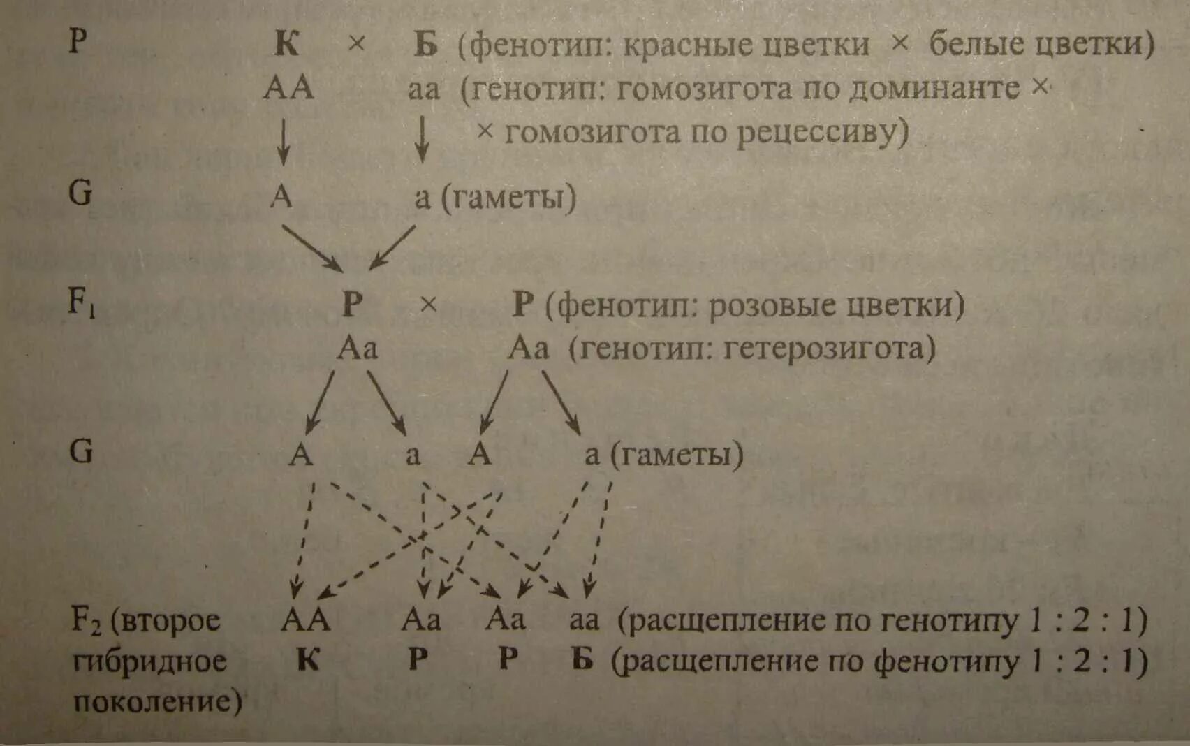 Генотипы лошадей. Фенотип гомозигота гетерозигота. Генотип самок. Генотип и фенотип. Для установления генотипа.