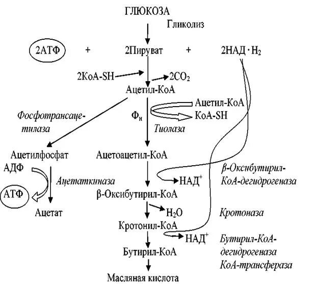 Образование молочной кислоты при брожении глюкозы. Схема маслянокислого брожения. Гетероферментативное молочнокислое брожение схема. Схема гетероферментативного брожения. Схема гомоферментативного молочнокислого брожения.