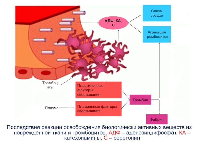 Адгезия и агрегация тромбоцитов. Тромбоциты выделяют фактор агрегации. Агрегация тромбоцитов ЦАМФ. Исследование адгезивно-агрегационной функции тромбоцитов. Образование тромба попадание факторов свертывания в плазме