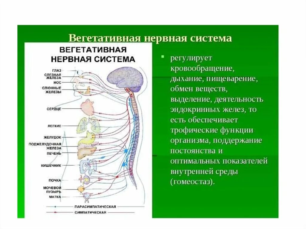 Какой орган является. Автономный вегетативный отдел нервной системы. Автономная вегетативная нервная система регулирует. Функции вегетативной автономной нервной системы. Анатомия и функция вегетативной нервной системы.