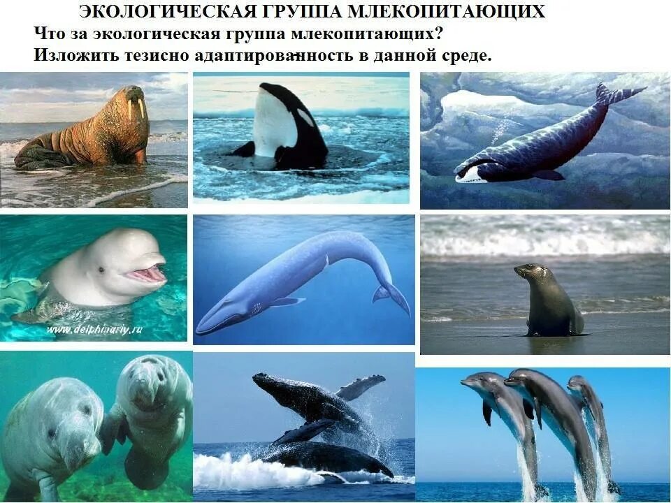 Водные животные. Животные водной среды. Морские млекопитающие коллаж. Морские млекопитающие для дошкольников. Сравните образ жизни тюленя и кита
