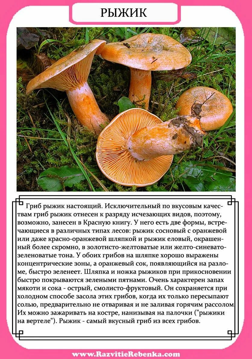 Рыжики чем полезны для человека. Рыжики чем полезны для человека. Гриб рыжик описание. Рыжики чем полезны для человека. Описание гриба рыжик 2 класс.