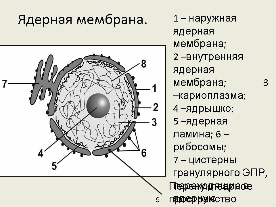 Какая структура обозначена на рисунке. Схема ядра эукариотической клетки. Мембрана ядра клетки. Строение мембраны ядра. Ядро ядрышко мембрана.
