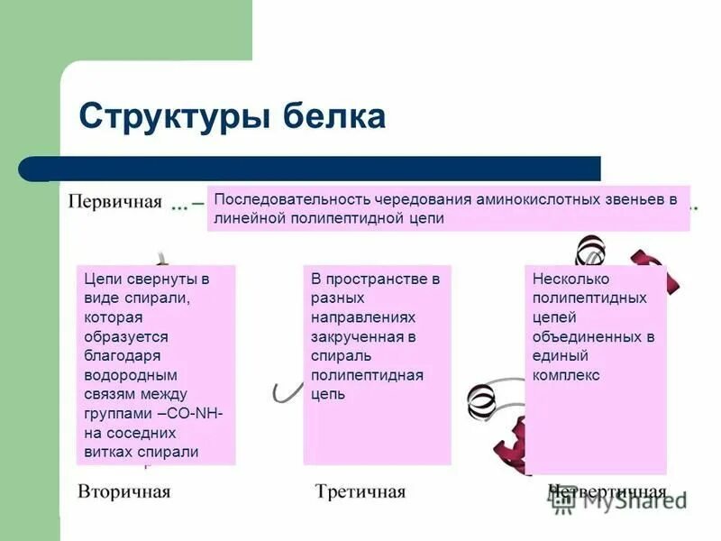 Фиброин шелка структура белка. Структурным элементом белка является. Функции первичной структуры белка кратко. Структурным элементом белка является. Аминокислоты как структурные.