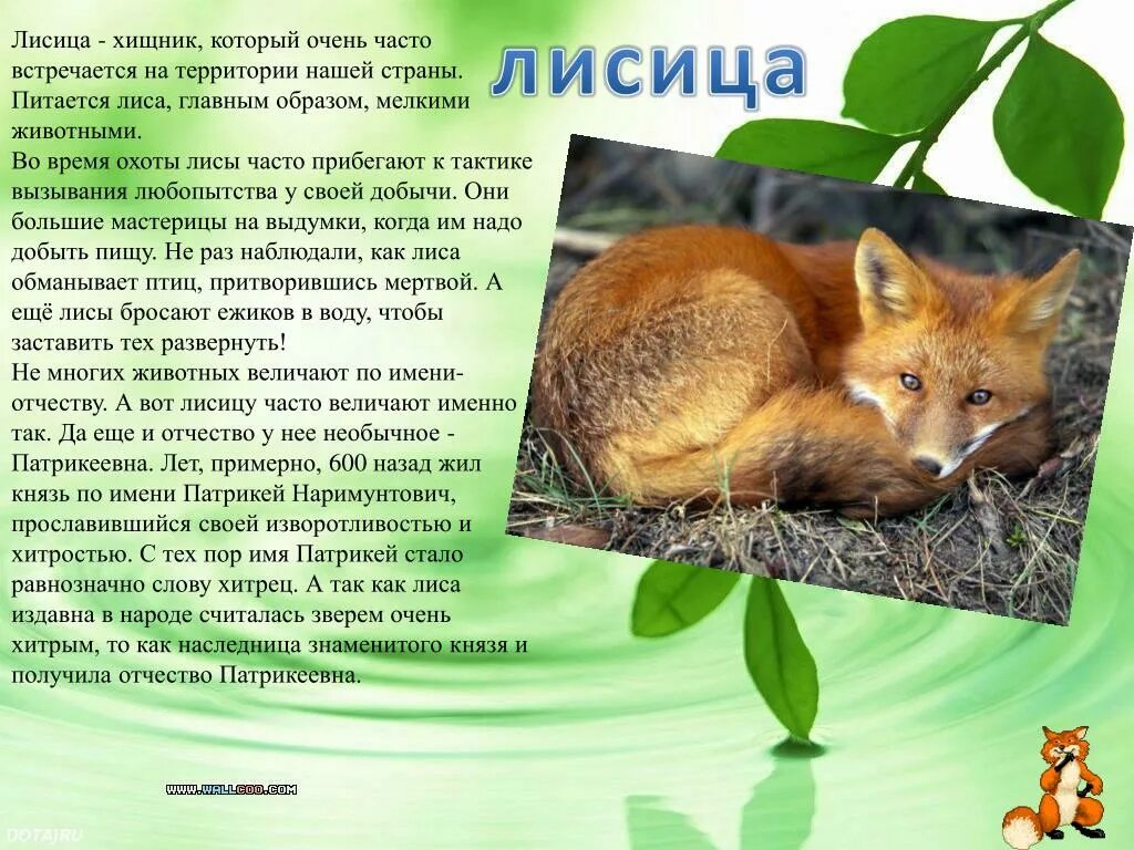 Fox список. Доклад о лисах. Описание лисы. Доклад на тему лиса. Рассказ про лису.