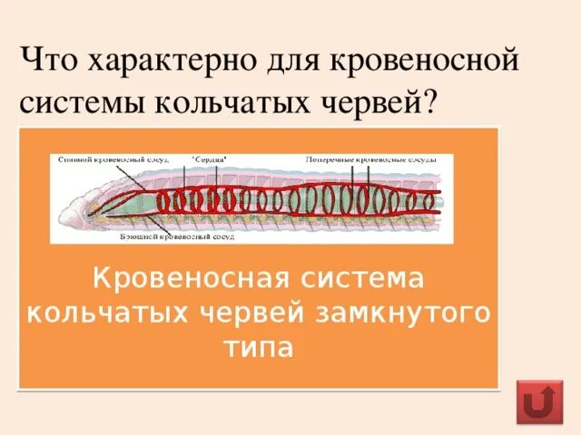 Кровеносная система кольчатых червей 7 класс. Строение кровеносной системы кольчатых червей. Замкнутая кровеносная система у червей. Строение кровеносной системы Тип кольчатые черви. Незамкнутая кровеносная система у червей