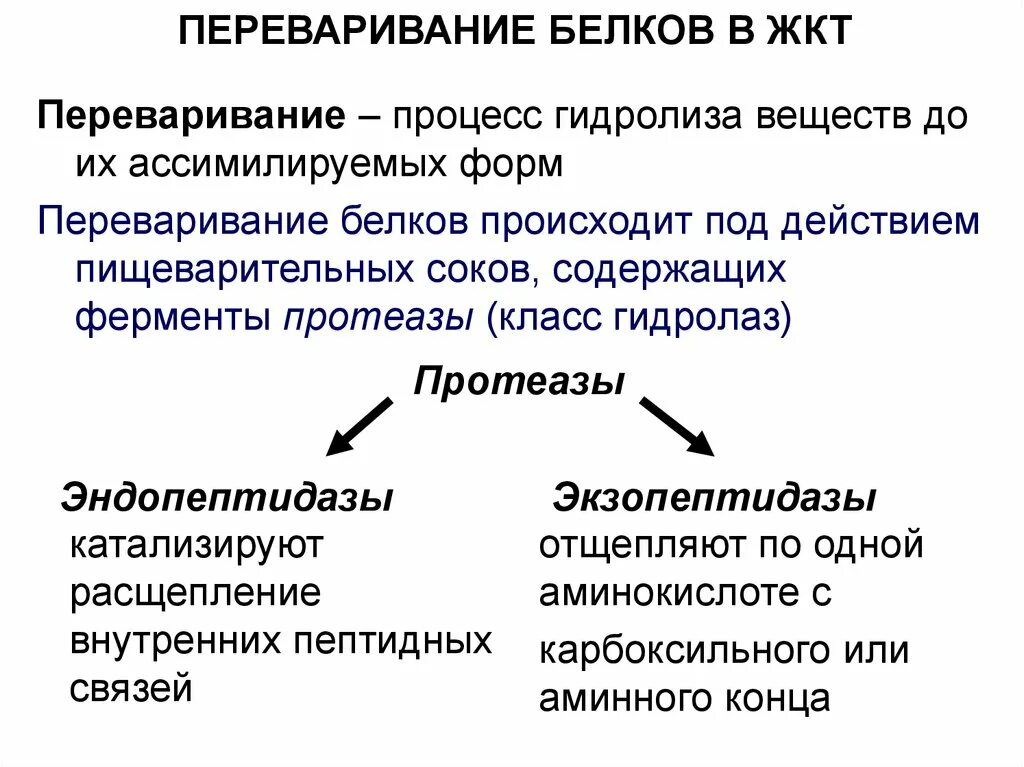 Где происходит расщепление пептидов