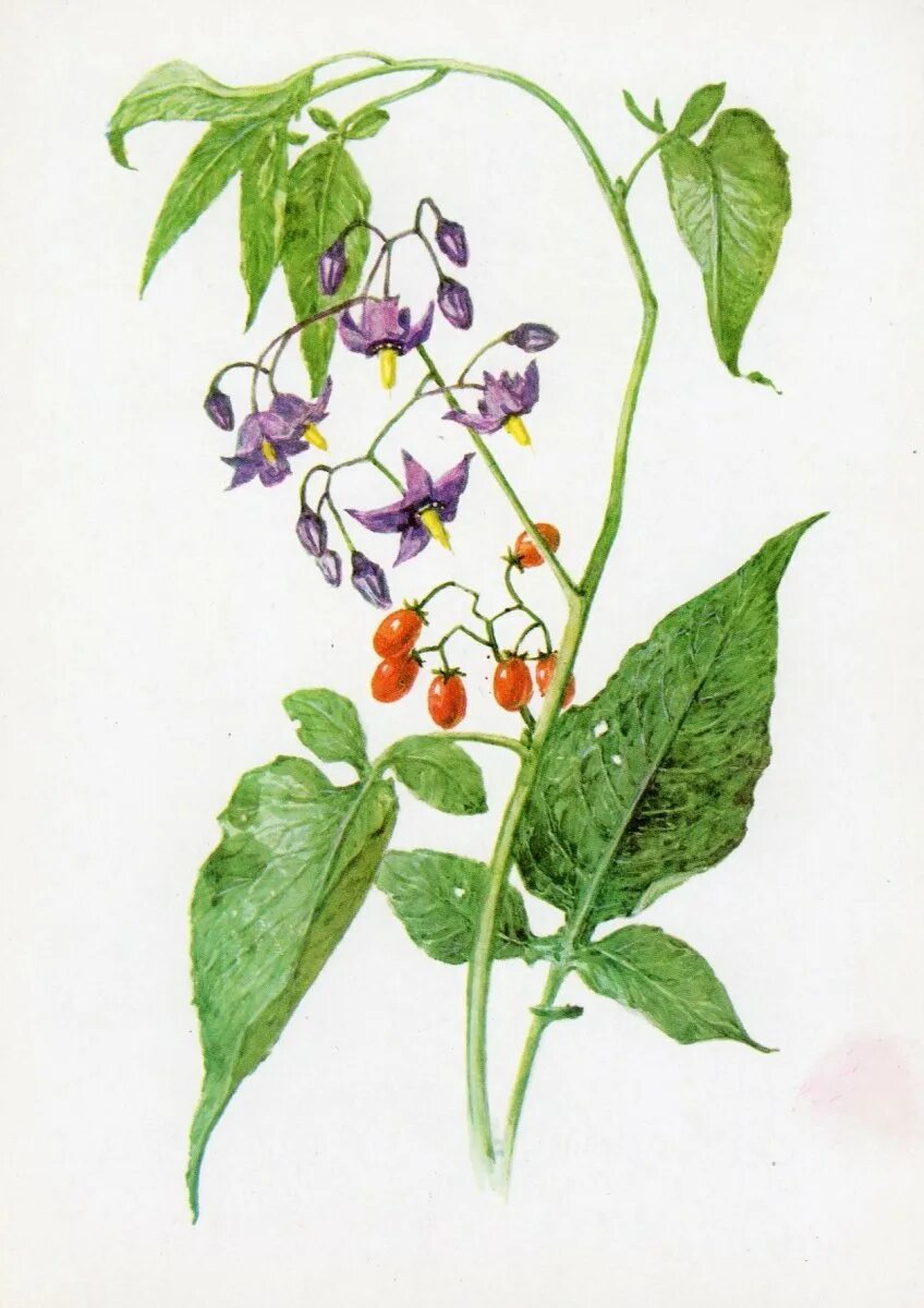 Паслен Горький. Паслён сладко-Горький. Паслен сладко-Горький (Solanum Dulcamara). Цветы у паслена Горького. Паслен черный представители