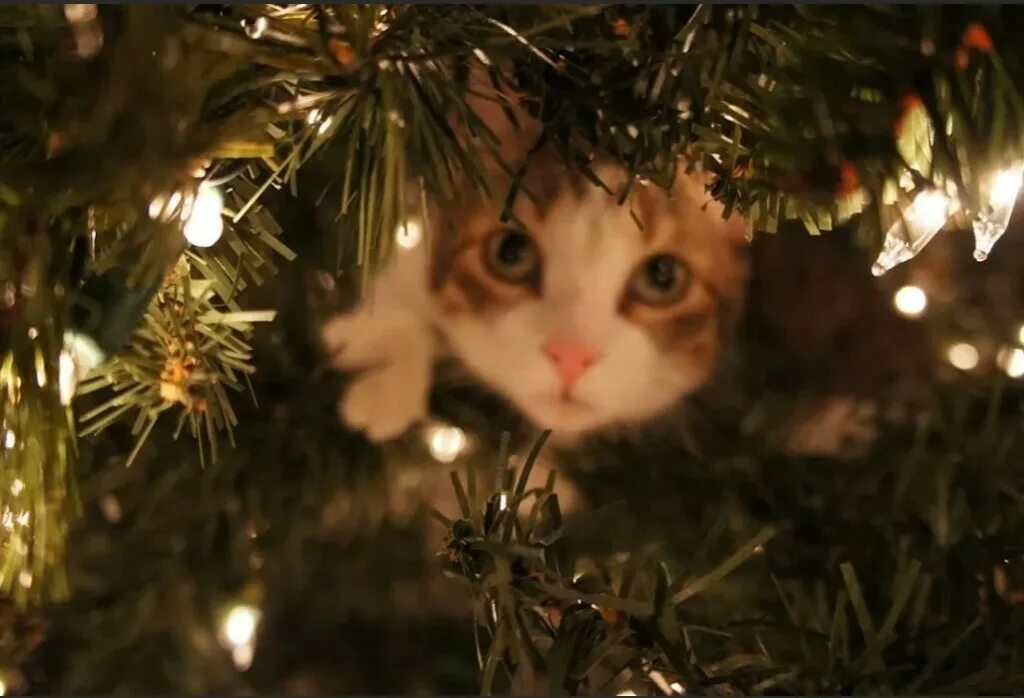 Включай про новый год. Кот новый год. Кот и елка. Кот под елкой. Кот и Новогодняя елка.