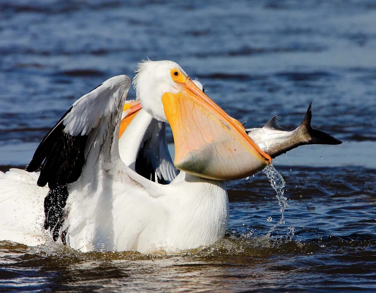 Рыба из клюва пеликана геншин. Американский белый Пеликан. Красноклювый Пеликан. Пеликан мешконос птица. Пеликан птица белый.