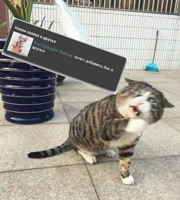 Смешные комиксы. Забивная собака. Прикольные посты смешные. Прикольные посты смешные. Прикольные посты.