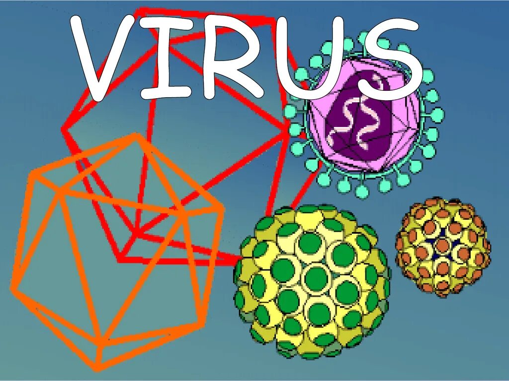 L virus