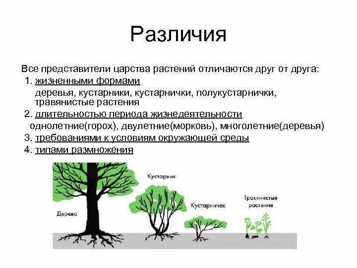 Основные жизненные формы деревья и кустарники