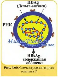 Определение рнк вируса гепатита c