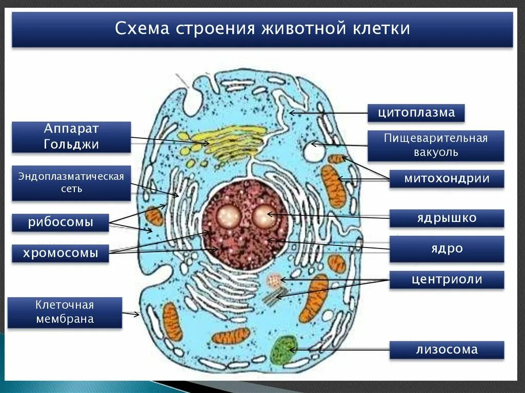 Хромосомы лизосомы митохондрии