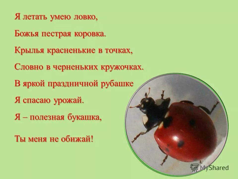 божья коровка презентация. почему божью коровку так назвали для детей. почему божья коровка. почему божью коровку так назвали. почему коровка.