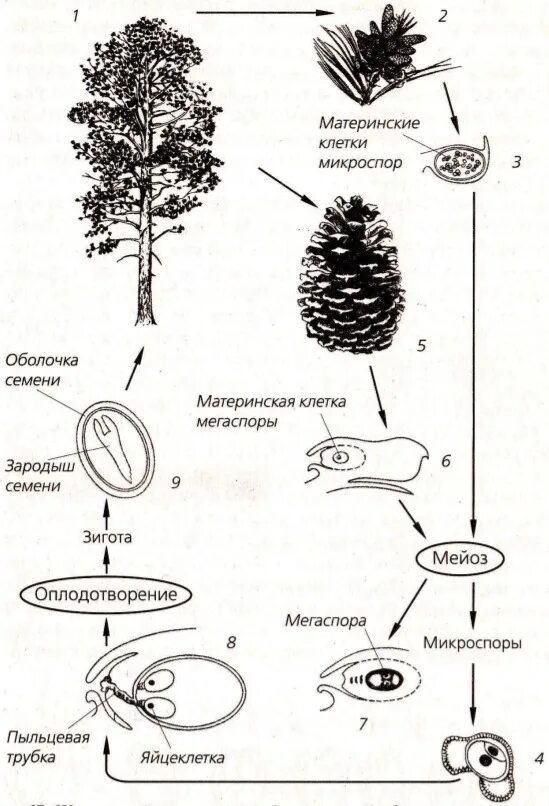 Жизненный цикл голосеменных растений сосна схема. Жизненный цикл голосеменных растений схема. Размножение голосеменных растений схема. Жизненный цикл голосеменных ЕГЭ. Развитие хвойных