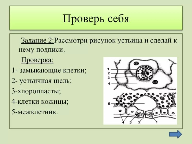 Хлоропласты в устьицах. Строение устьица листа. Замыкающие клетки устьиц. Внутреннее строение листа устьица. Строение устьица рисунок.