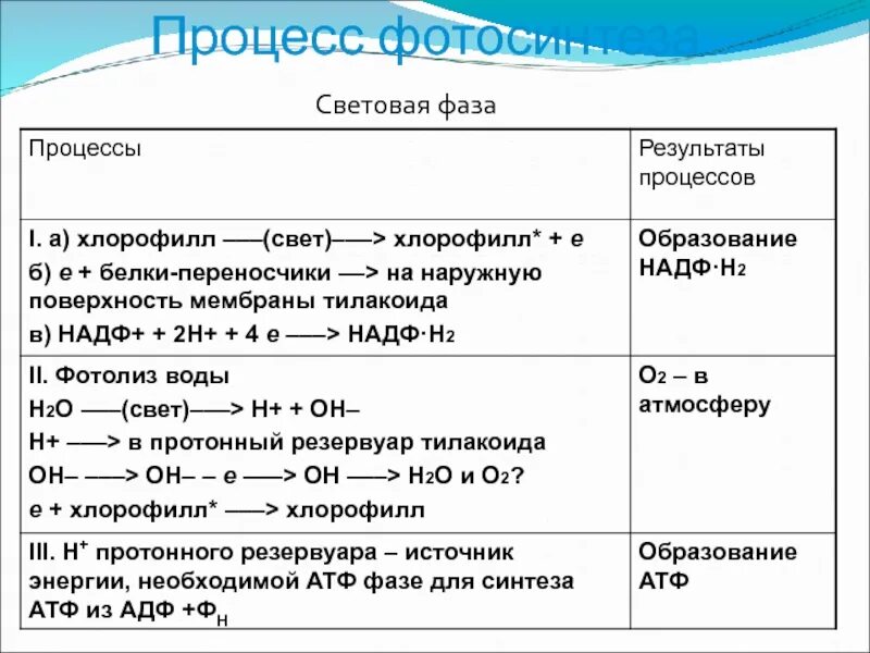 Фотосинтез протекает в 2 этапа. Последовательность процессов световой фазы фотосинтеза. Процесс фотосинтеза фотолиз воды. Фотосинтез последовательность процессов ЕГЭ. Фотосинтез в световой и Темновой фазах.