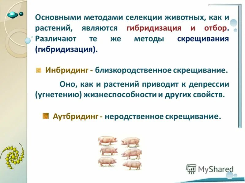 Методы селекции инбридинг. Гибридизация близкородственная(инбридинг). Инбридинг в селекции животных. Инбридинг в селекции. Инбридинг метод селекции.