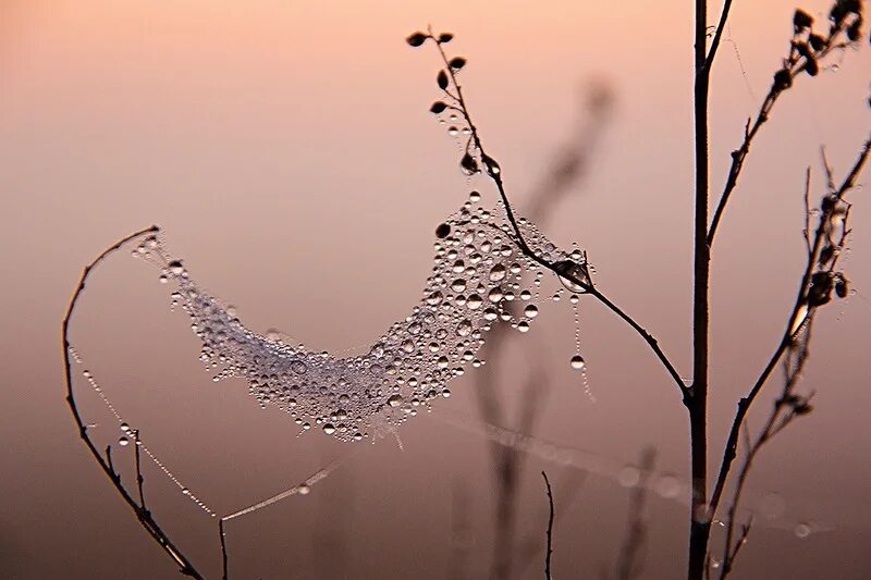 капля дождя и комар. капельки росы. капли тумана. красота после дождя. утренняя роса на траве.