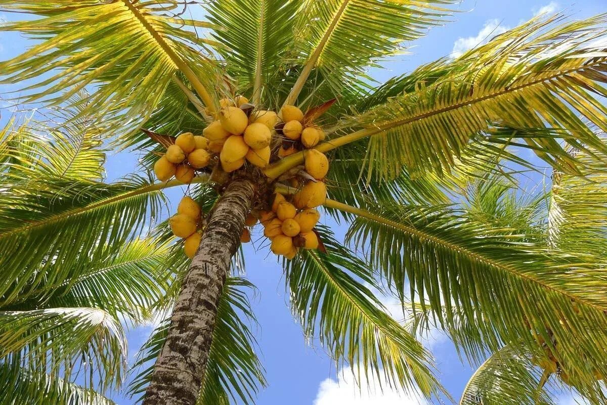 Palma. Кокосовая Пальма (Cocos nucifera). Монако кокосовые пальмы. Кокосовые пальмы на Мальдивах. Кокосы на Пальме.