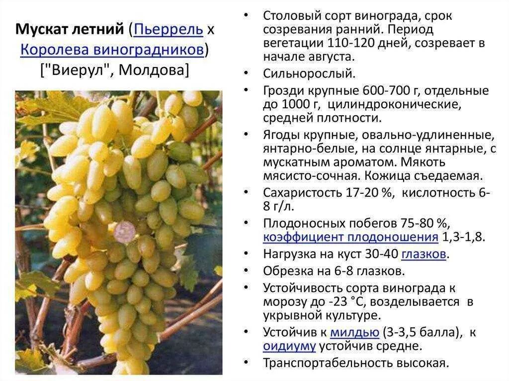 Мускат белый описание. Сорт винограда Мускат белый. Сортовые характеристики винограда. Винные сорта винограда. Характеристика сортов вин.