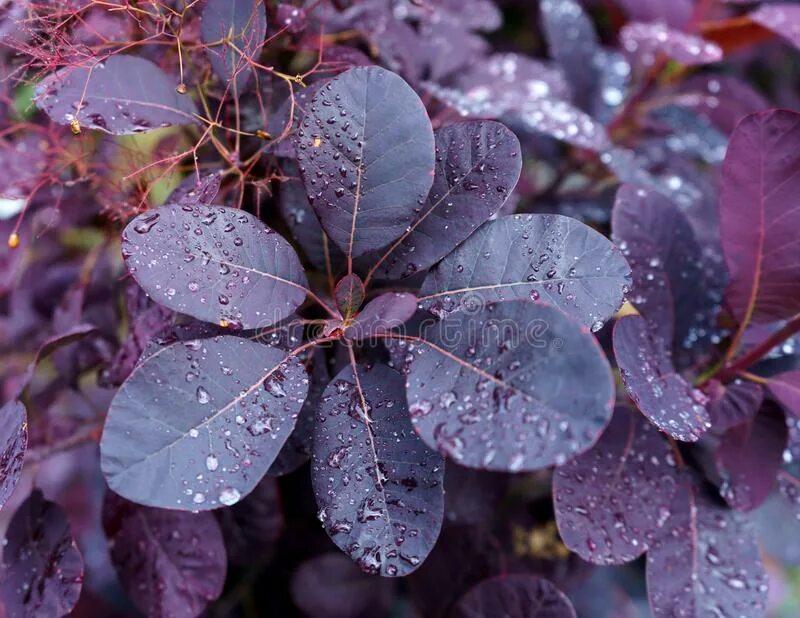 Темно фиолетовые листья растение. Скумпия Кожевенная Royal Purple. Скумпия Кожевенная Cotinus coggygria. Скумпия Кожевенная краснолистная. Скумпия Королевская фиолетовая.
