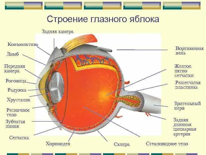 Строение слоев глазного яблока. Схема строения глазного яблока гистология. Сетчатая оболочка глазного яблока. Анатомическое строение глаза гистология.