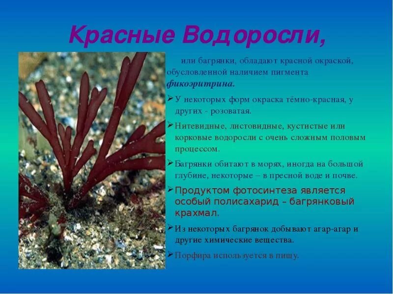 Краткая информация о водоросли Филлофора. Водоросли названия растений 3 класс. Сообщение о красных водорослях. Красные водоросли информация.