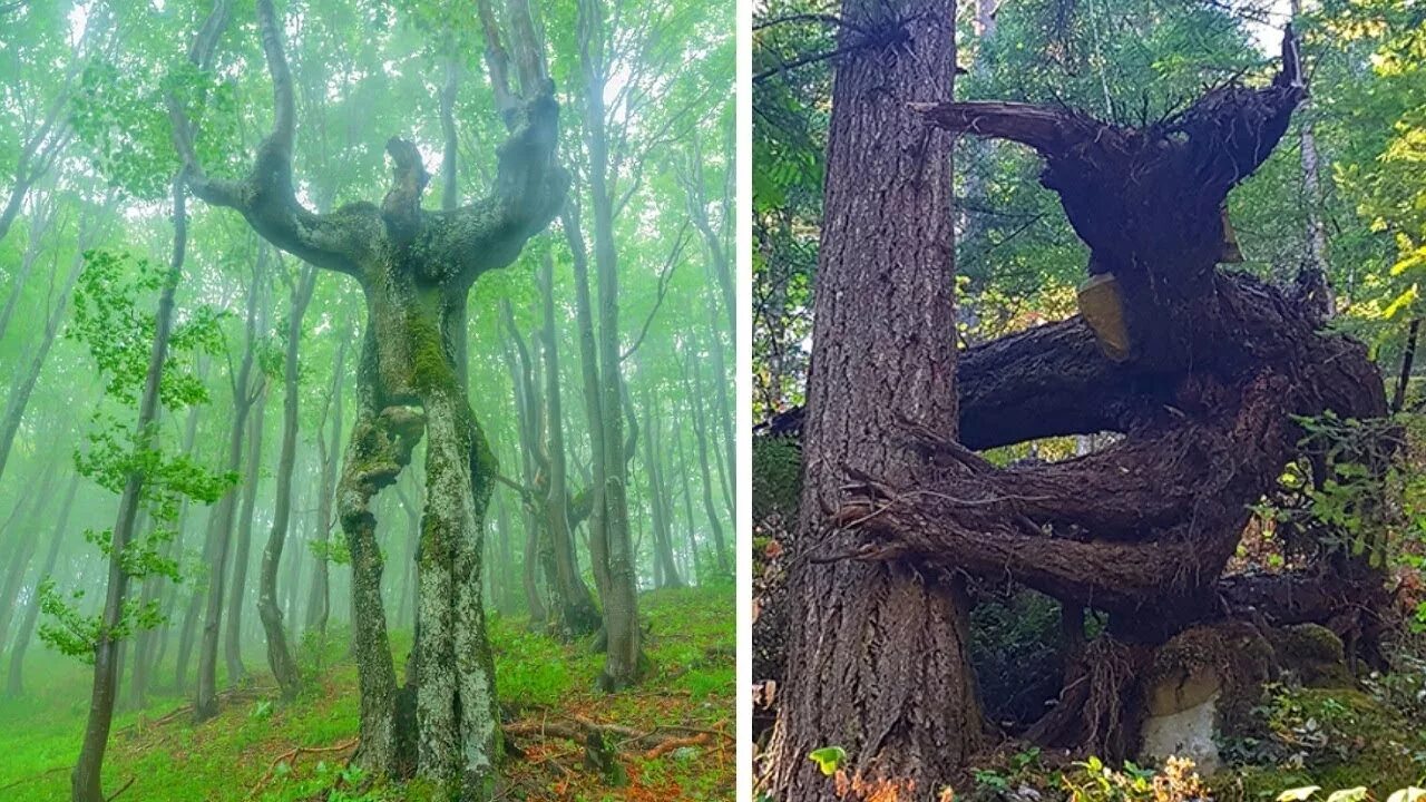 Самые страшные чудеса. Дерево умдглеби. Странные деревья. Деревья похожие на людей.